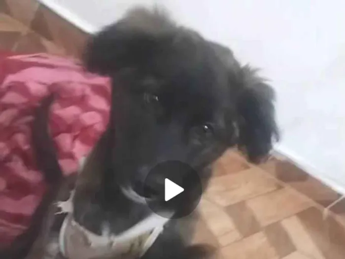 Cachorro ra a SRD-ViraLata idade 7 a 11 meses nome Luna