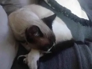Gato raça Siamês idade 7 a 11 meses nome Sem nome 