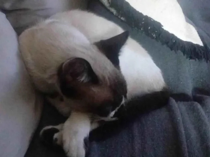 Gato ra a Siamês idade 7 a 11 meses nome Sem nome 