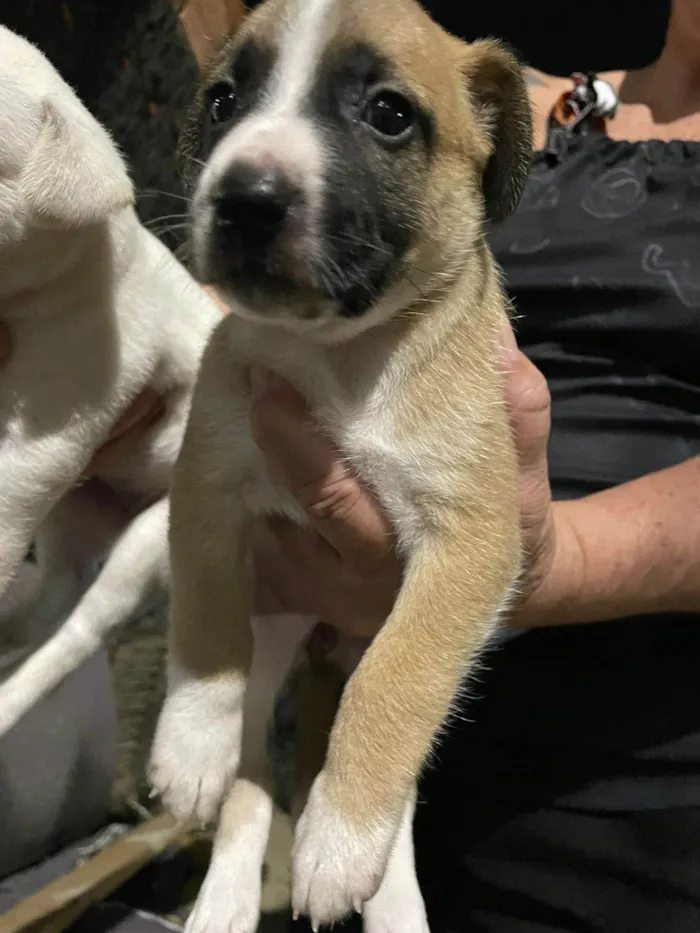 Cachorro ra a SRD-ViraLata idade 2 a 6 meses nome FILHOTES A PROCURA DE UM LAR - PORTE MEDIO