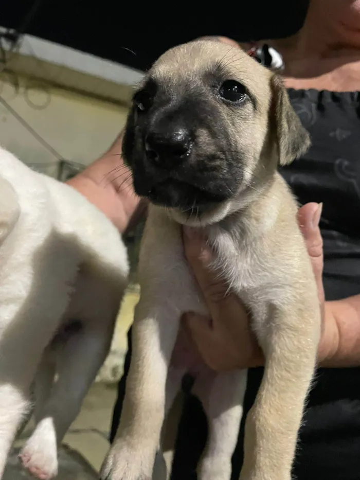 Cachorro ra a SRD-ViraLata idade 2 a 6 meses nome FILHOTES A PROCURA DE UM LAR - PORTE MEDIO