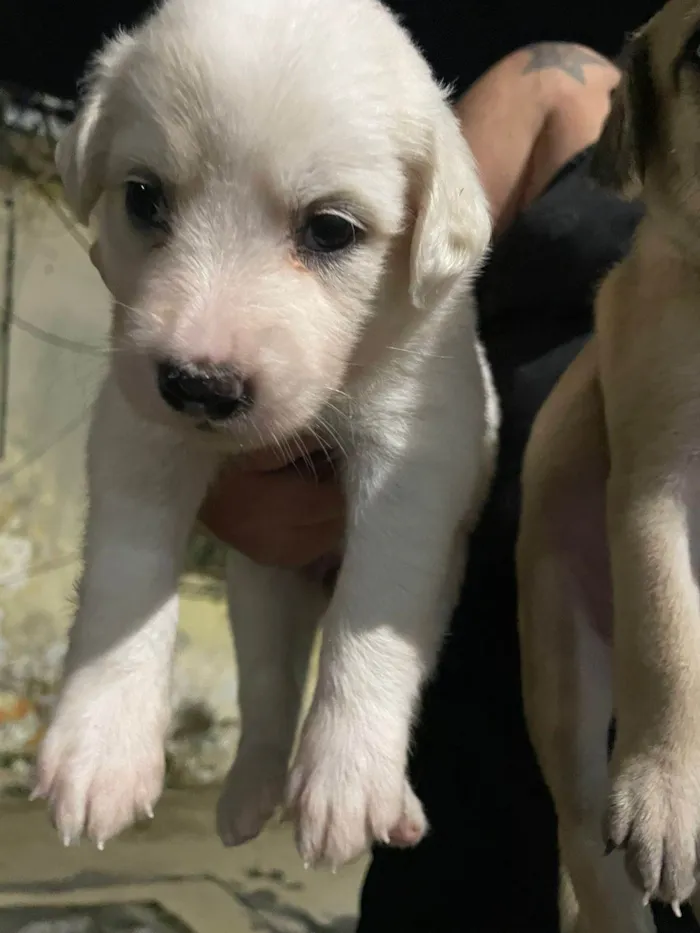 Cachorro ra a SRD-ViraLata idade 2 a 6 meses nome FILHOTES A PROCURA DE UM LAR - PORTE MEDIO