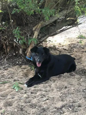 Cachorro raça SRD-ViraLata idade 4 anos nome PRETA 