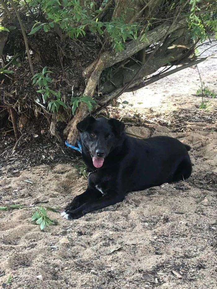 Cachorro ra a SRD-ViraLata idade 4 anos nome PRETA 