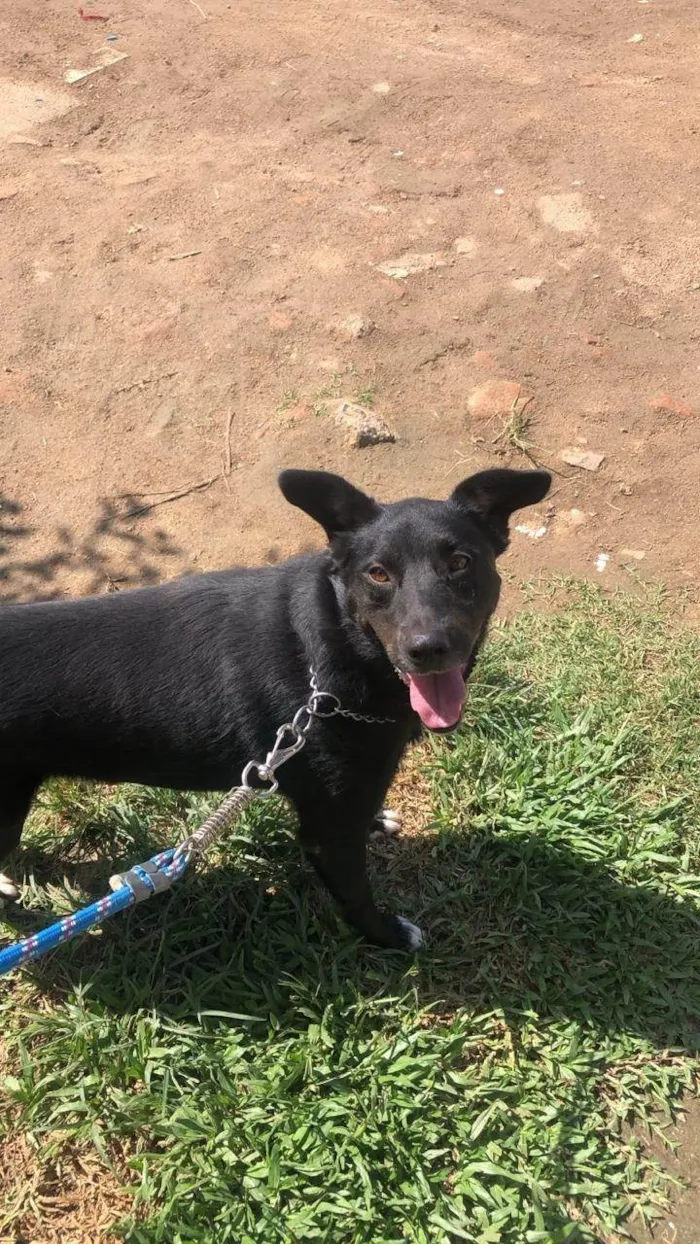 Cachorro ra a SRD-ViraLata idade 4 anos nome PRETA 