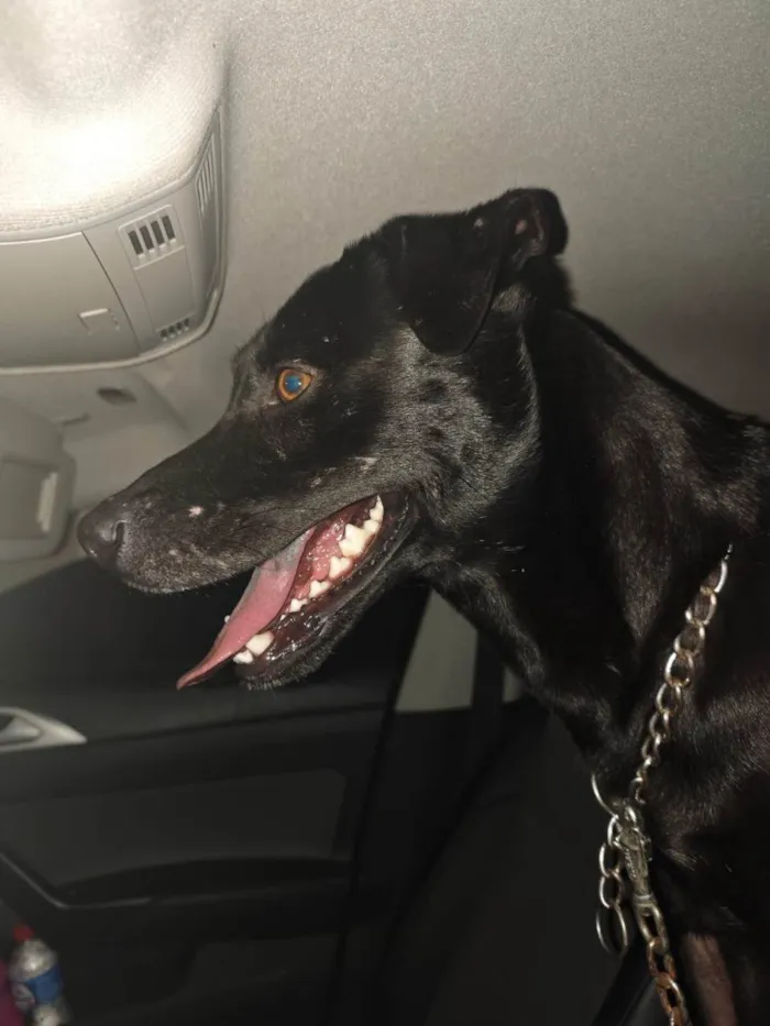 Cachorro ra a SRD-ViraLata idade 2 anos nome Black