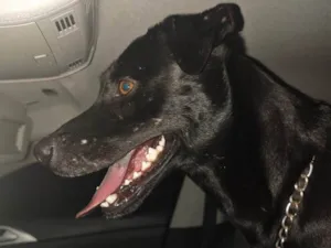 Cachorro raça SRD-ViraLata idade 2 anos nome Black