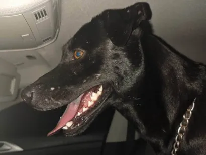 Cachorro raça SRD-ViraLata idade 2 anos nome Black