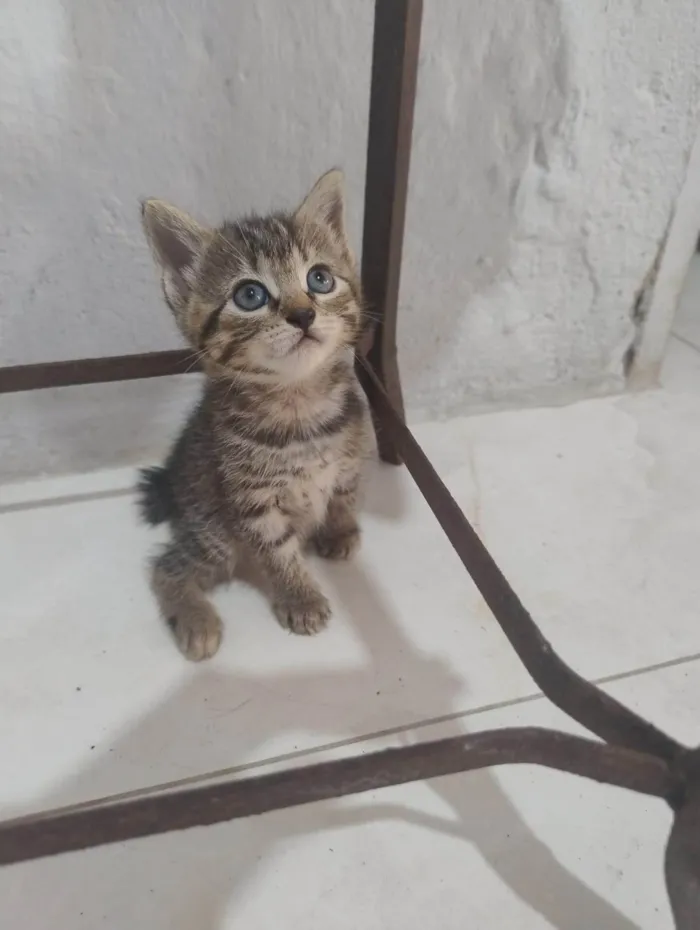 Gato ra a SRD-ViraLata idade Abaixo de 2 meses nome jujuba