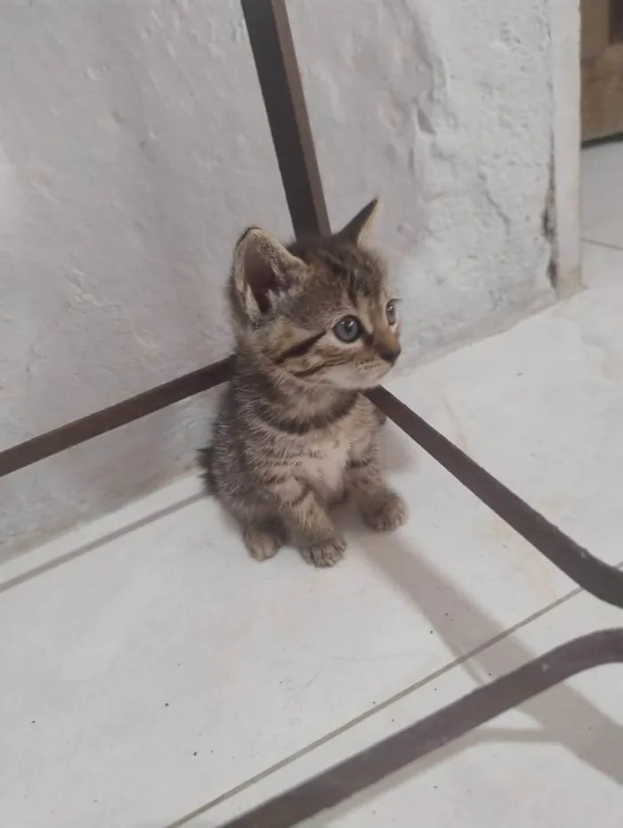 Gato ra a SRD-ViraLata idade Abaixo de 2 meses nome jujuba