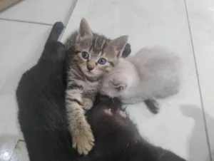 Gato raça SRD-ViraLata idade Abaixo de 2 meses nome jujuba