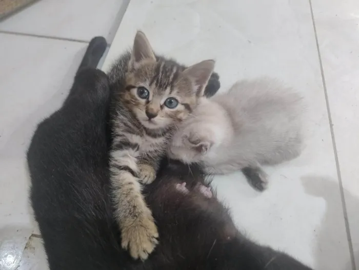 Gato ra a SRD-ViraLata idade Abaixo de 2 meses nome jujuba