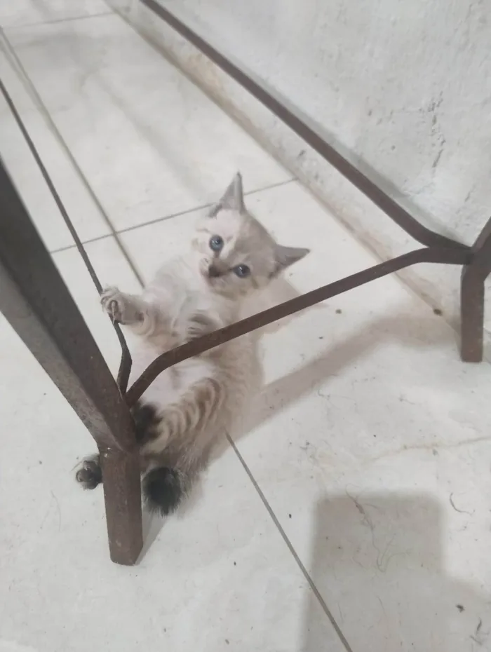 Gato ra a SRD-ViraLata idade Abaixo de 2 meses nome FOFA