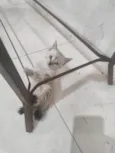 FOFA
