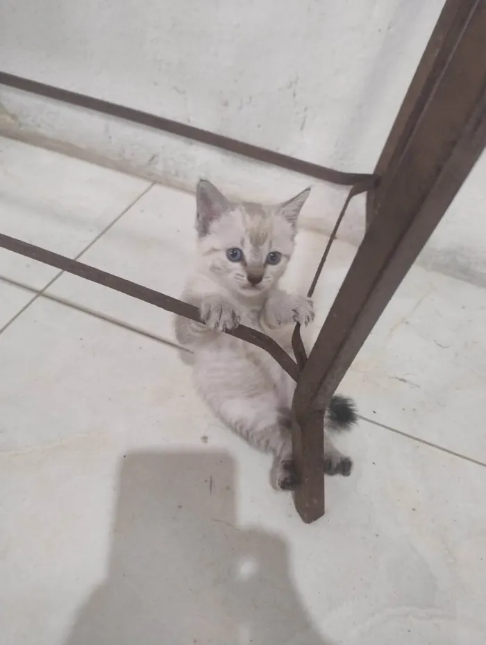 Gato ra a SRD-ViraLata idade Abaixo de 2 meses nome FOFA