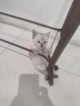 FOFA
