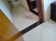 Bichano 