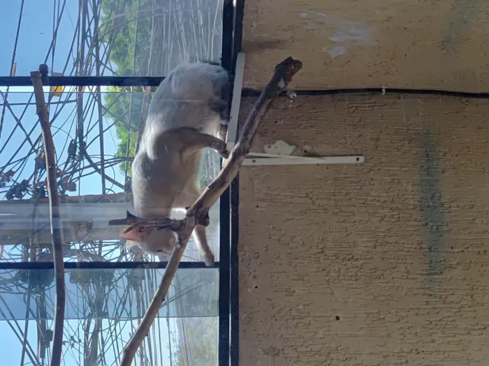 Gato ra a Siamês idade 1 ano nome Bichano 