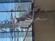 Bichano 