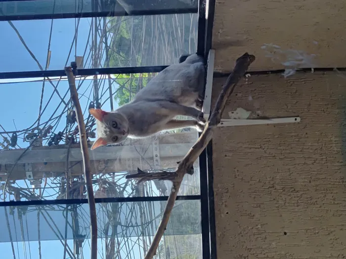 Gato ra a Siamês idade 1 ano nome Bichano 
