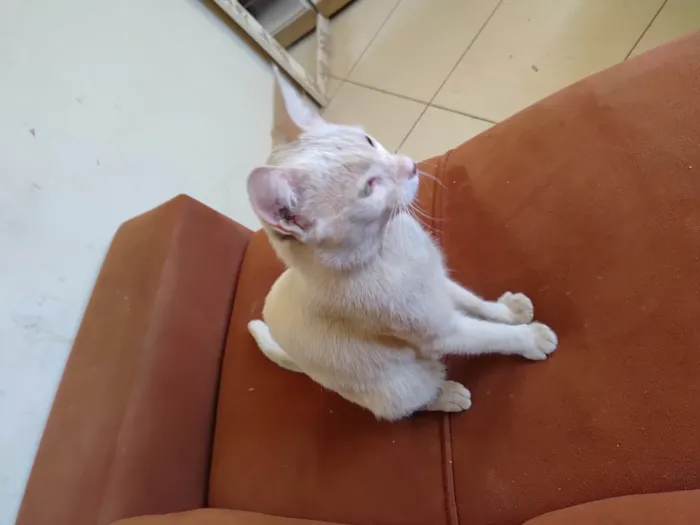 Gato ra a Siamês idade 1 ano nome Bichano 