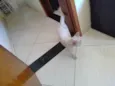 Bichano 