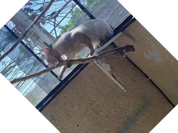 Gato ra a Siamês idade 1 ano nome Bichano 