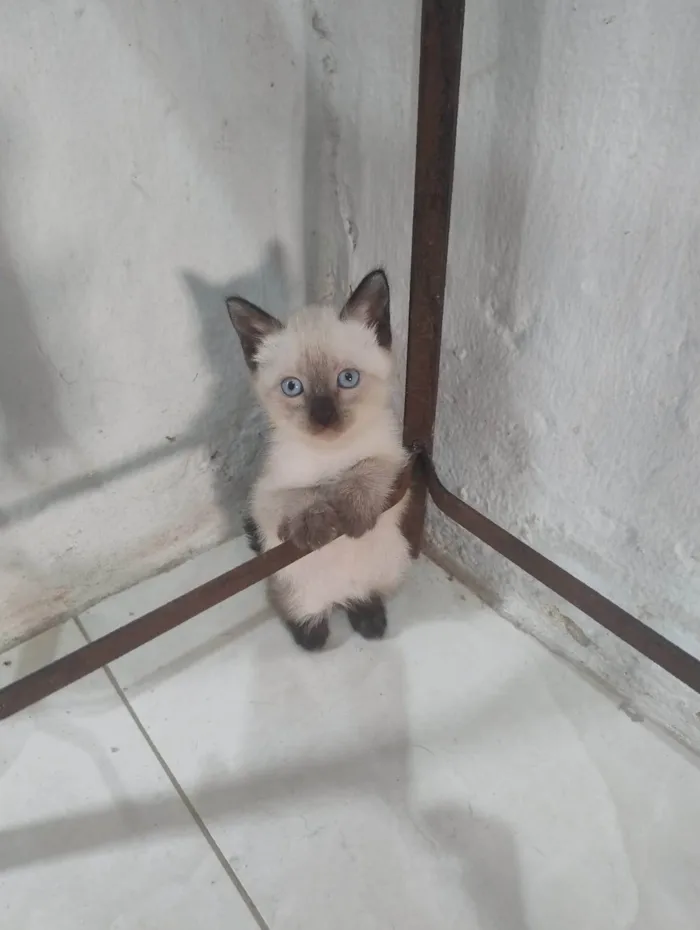 Gato ra a SRD-ViraLata idade Abaixo de 2 meses nome FLOR