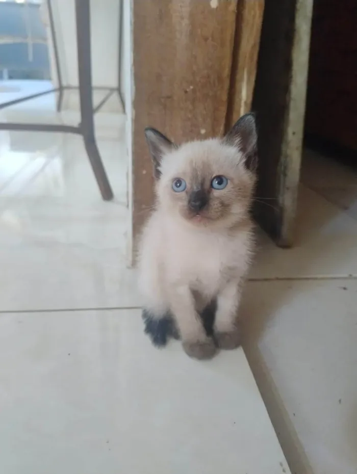 Gato ra a SRD-ViraLata idade Abaixo de 2 meses nome FLOR