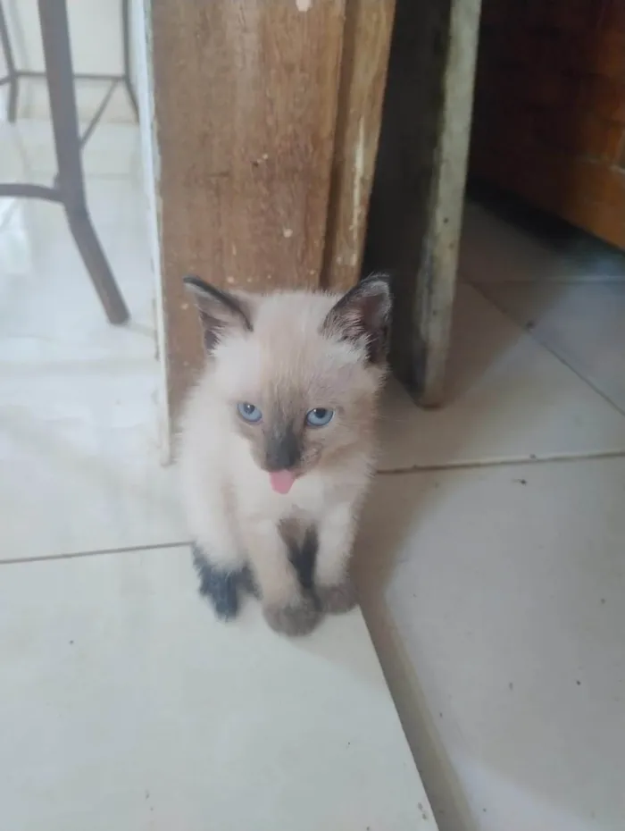 Gato ra a SRD-ViraLata idade Abaixo de 2 meses nome FLOR