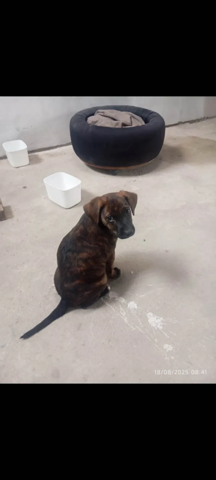 Cachorro ra a SRD-ViraLata idade 2 a 6 meses nome Polly
