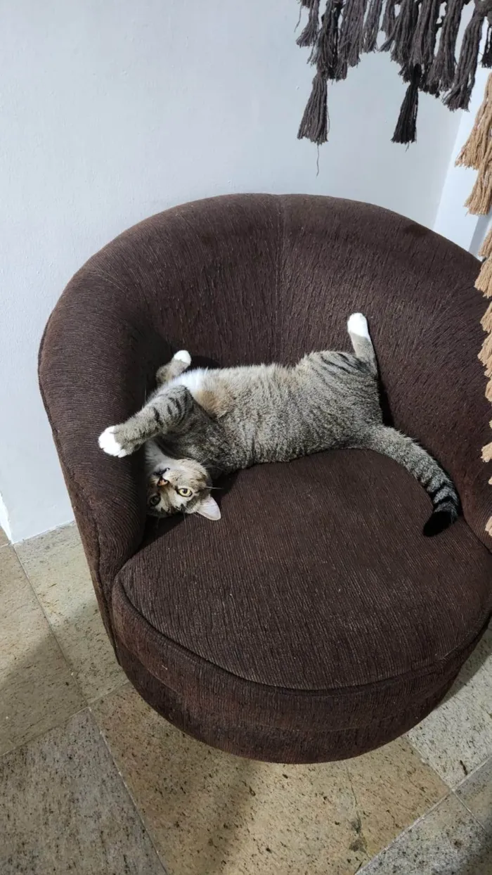 Gato ra a SRD-ViraLata idade 6 ou mais anos nome Sushi