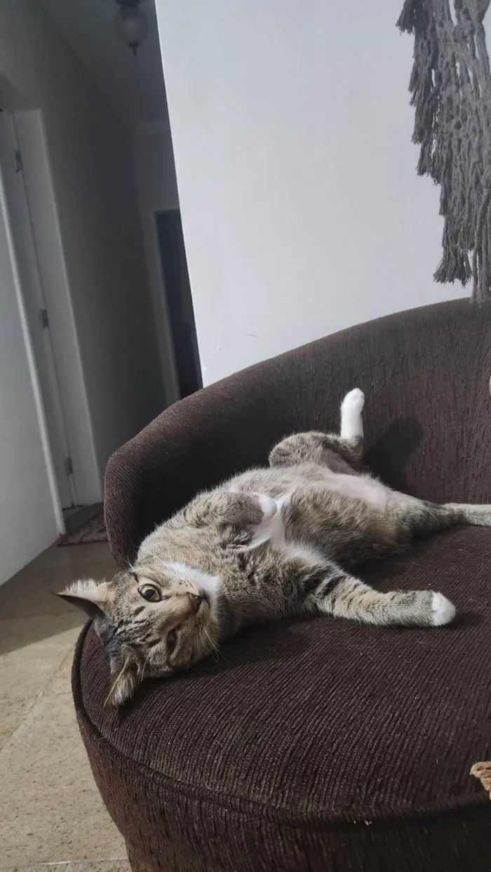 Gato ra a SRD-ViraLata idade 6 ou mais anos nome Sushi