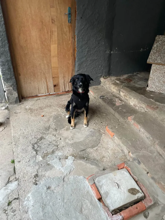 Cachorro ra a SRD-ViraLata idade 1 ano nome Jully