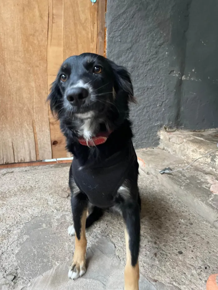 Cachorro ra a SRD-ViraLata idade 1 ano nome Jully