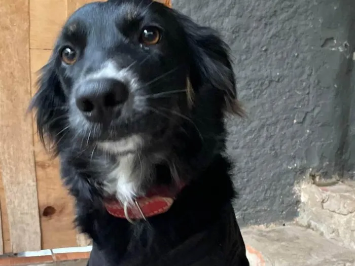 Cachorro ra a SRD-ViraLata idade 1 ano nome Jully