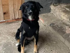 Cachorro raça SRD-ViraLata idade 1 ano nome Jully