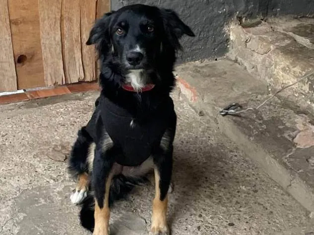 Cachorro ra a SRD-ViraLata idade 1 ano nome Jully