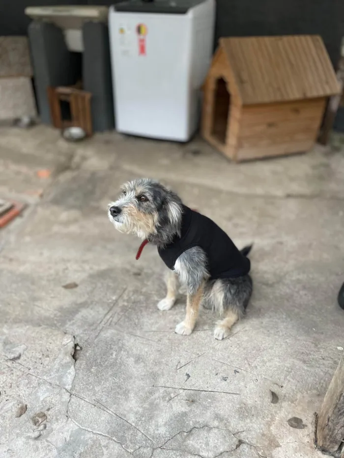 Cachorro ra a SRD-ViraLata idade 5 anos nome yeontan