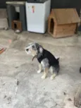 yeontan