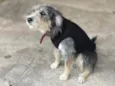 yeontan