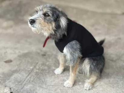 Cachorro raça SRD-ViraLata idade 5 anos nome yeontan