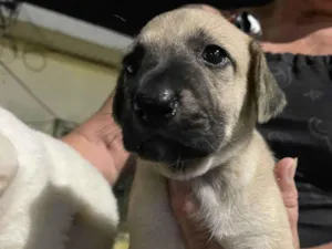 Cachorro raça SRD-ViraLata idade 2 a 6 meses nome FILHOTES A PROCURA DE UM LAR - PORTE MEDIO