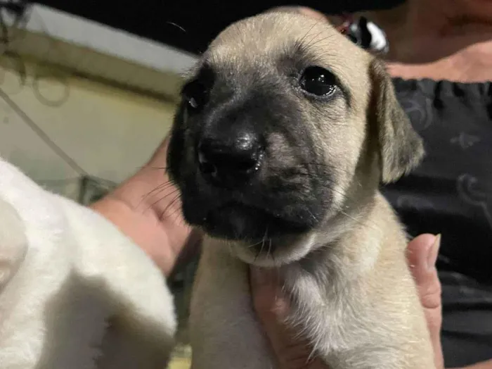 Cachorro ra a SRD-ViraLata idade 2 a 6 meses nome FILHOTES A PROCURA DE UM LAR - PORTE MEDIO