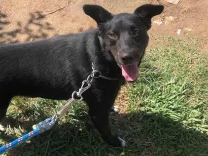 Cachorro raça SRD-ViraLata idade 4 anos nome PRETA 