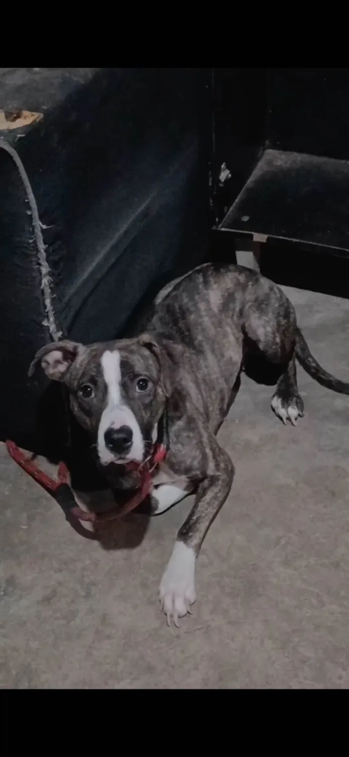 Cachorro ra a Pit-Bull idade 7 a 11 meses nome Tekilla