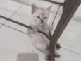 FOFA