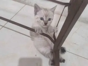 Gato raça SRD-ViraLata idade Abaixo de 2 meses nome FOFA