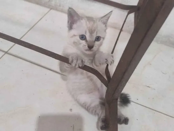 Gato ra a SRD-ViraLata idade Abaixo de 2 meses nome FOFA