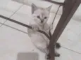 FOFA